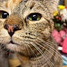 animal, blurred_background, cat, close_up, curious, cute, domestic_cat, face, feline, fur, green_eyes, household, indoor, looking, pet, pink_nose, portrait, soft_focus, tabby, whiskers