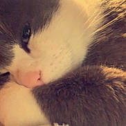 Clyde joined the competition — help win amazing prizes! animal, cat, close_up, cozy, cute, domestic, feline, fur, indoor, nostrils, paw, pet, pink_nose, relaxed, resting, sleepy, snuggling, soft_focus, warm_lighting, whiskers