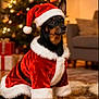 dog, christmas, holiday, santa_hat, santa_costume, pet, indoor, decorations, tree, presents, fur, black_dog, brown_dog, costume, festive, celebration, cute, animal, christmas_tree, living_room