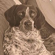 Raïka participe au concours pour gagner de l'argent avec cette photo : dog, lounge, couch, cushions, table, indoor, pet, fur, relaxing, comfort, portrait, animal, speckled_coat, ears, nose, eyes, snout, furniture, home, sepia