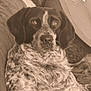 dog, lounge, couch, cushions, table, indoor, pet, fur, relaxing, comfort, portrait, animal, speckled_coat, ears, nose, eyes, snout, furniture, home, sepia
