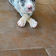 Kilo is registered to the contest to win money with this photo: adorable, animal, blue_eyes, close_up, crossed_paws, cute, dog, domestic_animal, indoor, looking_at_camera, lying_down, mammal, pet, playful, puppy, resting, small_dog, spotted_coat, tile_floor, young_dog