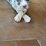 adorable, animal, blue_eyes, close_up, crossed_paws, cute, dog, domestic_animal, indoor, looking_at_camera, lying_down, mammal, pet, playful, puppy, resting, small_dog, spotted_coat, tile_floor, young_dog