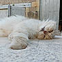 Ash a rejoint le concours — aidez-le/la à gagner de superbes lots ! animal, cat, close_up, domestic_cat, feline, fluffy, lying_down, natural_light, one_eye_open, outdoor, paw_in_hole, pet, quiet, relaxed, rustic, sleepy, stone_surface, whiskers, white_cat, wooden_door