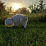 Ash participe au concours pour gagner de l'argent avec cette photo : animal, backlight, bush, cat, field, fluffy, fur, grass, greenery, nature, outdoor, pet, serious_expression, sky, sunlight, sunset, tree, walking, white_cat, wildflowers
