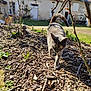 animal, blue_sky, cat, curious, daytime, garden, greenery, ground, house, nature, outdoor, pet, plant, rustic, shadows, statue, sunlight, tail, walking, wood_chips