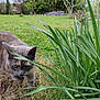 animal, background, cat, closeup, curious, daylight, feline, garden, grass, greenery, leaf, mammal, nature, outdoor, pet, plants, shrub, spring, walking, wildlife