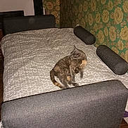 Cookie a rejoint le concours — aidez-le/la à gagner de superbes lots ! bed, blanket, cat, cozy, decor, domestic_animal, floral_pattern, furniture, gray_cat, home, interior, orange_cat, pet, pillow, relaxed, resting, room, sleeping_area, wallpaper, wooden_floor