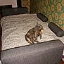 bed, blanket, cat, cozy, decor, domestic_animal, floral_pattern, furniture, gray_cat, home, interior, orange_cat, pet, pillow, relaxed, resting, room, sleeping_area, wallpaper, wooden_floor