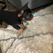 Basil joined the competition — help win amazing prizes! dog, puppy, toy, rug, indoor, black, tan, couch, carpet, pet, animal, blurred, floor, small, cute, playful, furniture, living_room, domestic, young