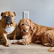 Brady is registered to the contest to win money with this photo: dog, bulldog, golden_retriever, pet, animal, canine, indoor, floor, wall, electrical_outlet, fur, laying_down, sitting, brown_fur, companion, domestic_animal, cute, portrait, two_dogs, resting