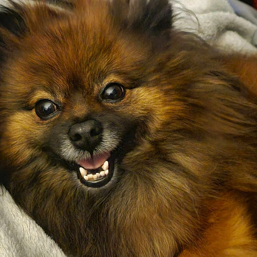 Dixie joined the competition — help win amazing prizes! animal, blanket, brown, canine, companion, cozy, cute, cute_pet, dog, domestic, face, fluffy, friendly, fur, happy, indoor, laying, pet, portrait, smiling