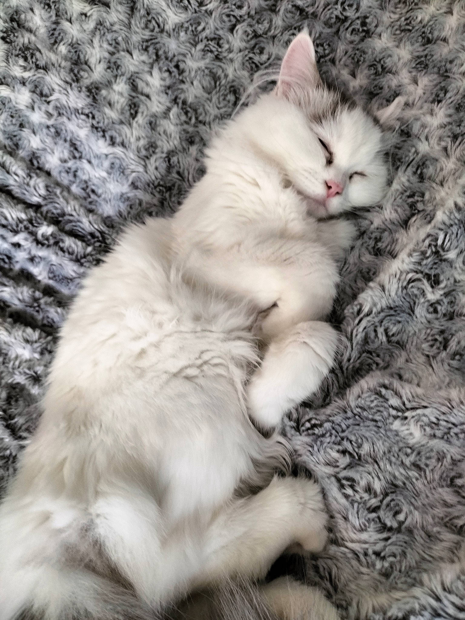 Maïa participe au concours pour gagner de l'argent avec cette photo : carnivore, cat, claw, comfort, domestic_short_haired_cat, felidae, foot, fur, grey, paw, small_to_medium_sized_cats, snout, tail, whiskers