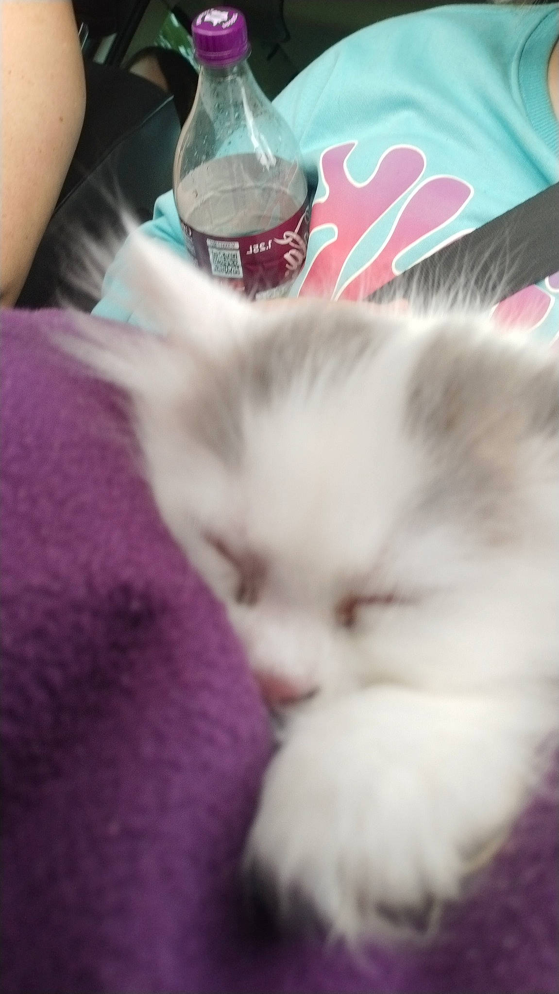 Maïa a rejoint le concours — aidez-le/la à gagner de superbes lots ! bottle, carnivore, cat, claw, comfort, domestic_short_haired_cat, fawn, felidae, fur, magenta, nap, paw, persian, ragdoll, small_to_medium_sized_cats, tail, textile, water_bottle, whiskers