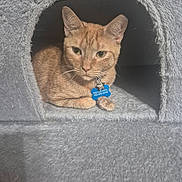 Cole joined the competition — help win amazing prizes! cat, ginger_cat, cat_condo, pet_tag, blue_tag, indoor, pet, animal, feline, fur, resting, cozy, soft_texture, curious, looking, closeup, home, domestic, cute, comfort