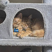 Chloe is registered to the contest to win money with this photo: cat, cats, tabby_cat, orange_cat, feline, pet, sleeping, cozy, cat_condo, cat_tree, indoor, furry, cute, resting, animal, pair, paw, collar, name_tag, snuggling