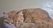 Chloe is registered to the contest to win money with this photo: cat, orange_cat, fluffy, resting, cat_perch, blue_perch, pom_pom, toy, indoor, pet, feline, fur, tail, ears, whiskers, relaxed, sleepy, cozy, wall, texture