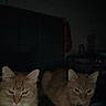 Chloe is registered to the contest to win money with this photo: cat, orange_tabby, feline, indoor, low_light, dark_background, animal, pet, resting, two_animals, whiskers, ears, fur, eyes, collar, quiet, cozy, companion, couch, shadow