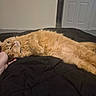 Chloe is registered to the contest to win money with this photo: cat, orange_cat, pet, bedroom, black_comforter, relaxed, fur, indoor, hand, lounging, feline, domestic_animal, animal, cute, sleepy, cozy, resting, whiskers, collar, comfort