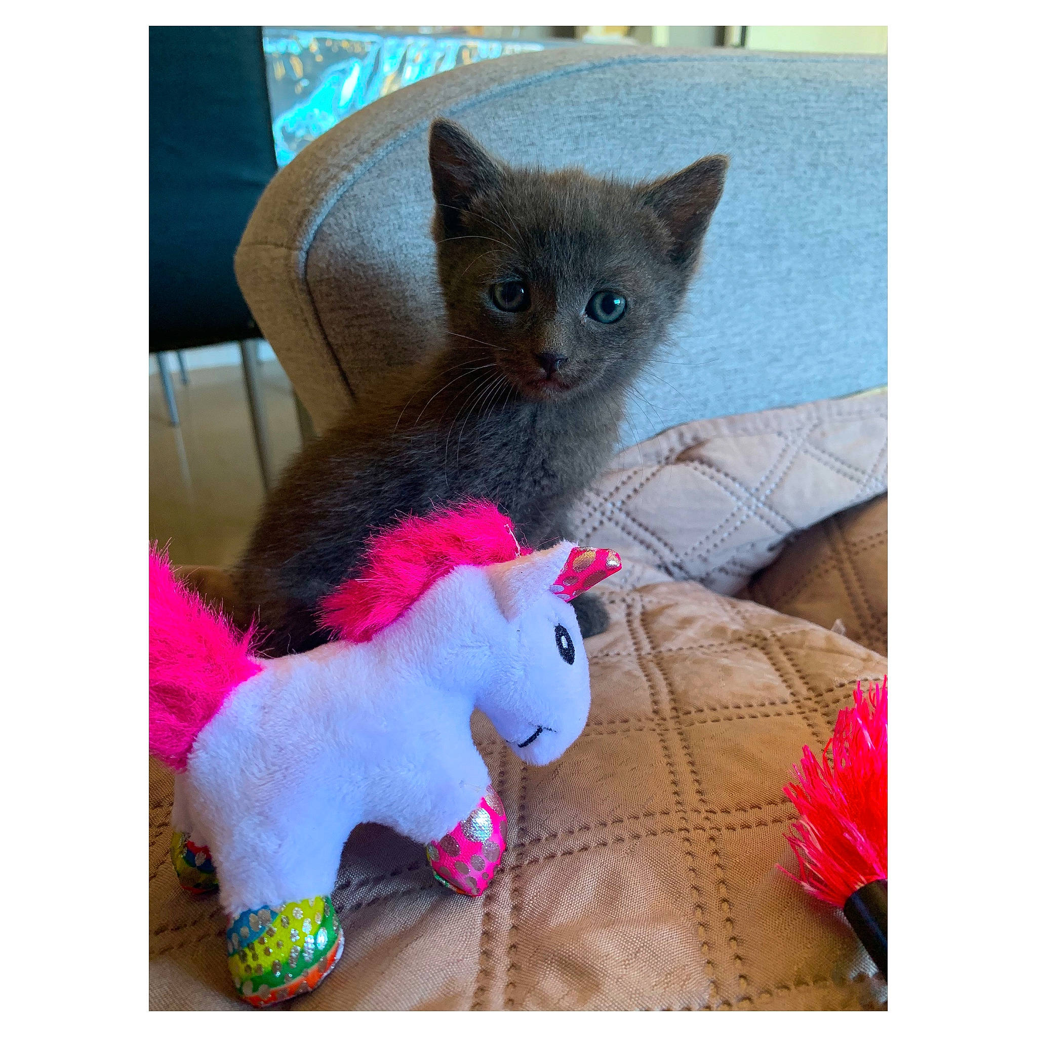 Raby Et Relsy participe au concours pour gagner de l'argent avec cette photo : carnivore, cat, fawn, felidae, fur, kitten, korat, mammal, russian_blue, small_to_medium_sized_cats, tail, toy, whiskers