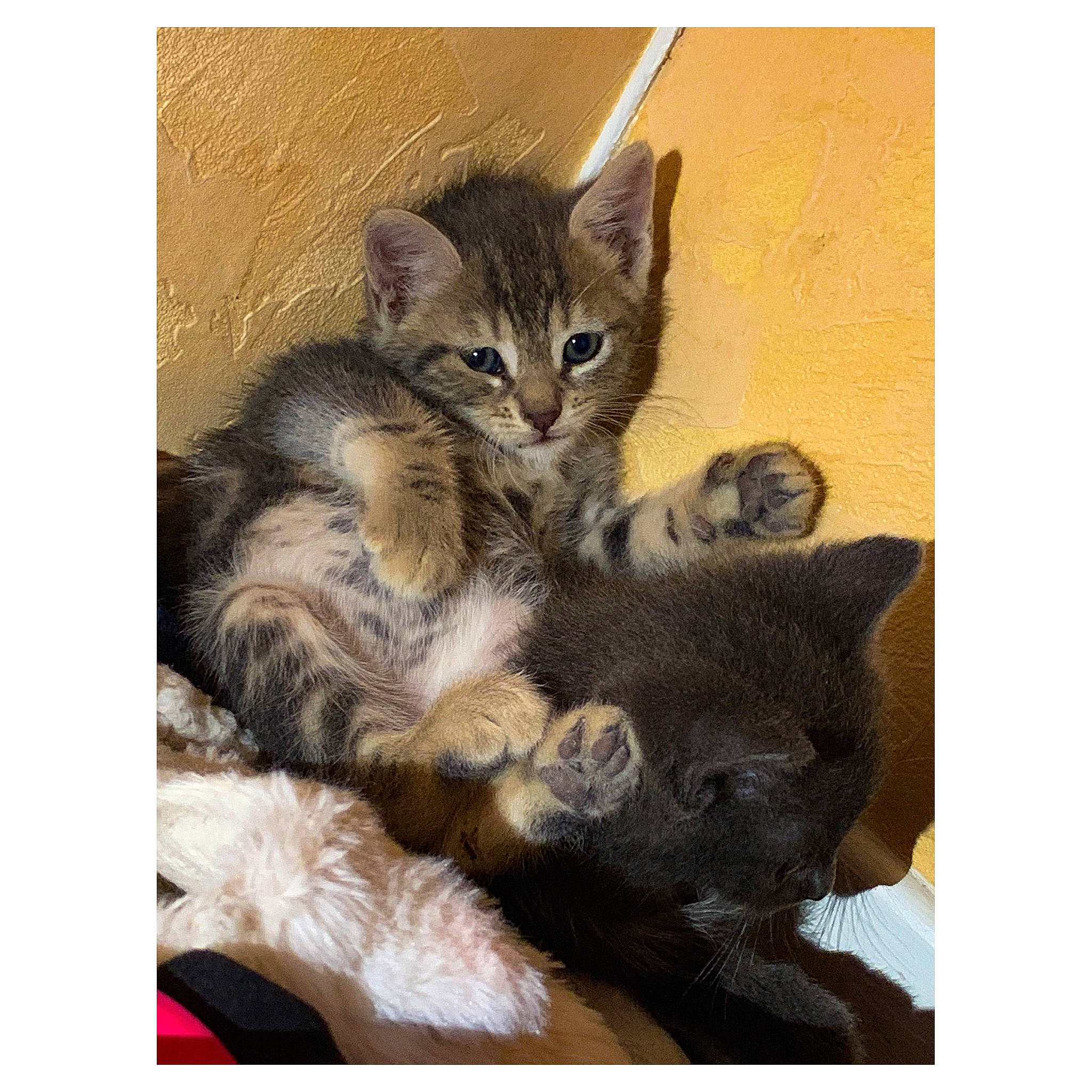 Raby Et Relsy a rejoint le concours — aidez-le/la à gagner de superbes lots ! american_shorthair, asian, carnivore, cat, domestic_short_haired_cat, european_shorthair, felidae, kitten, love, maine_coon, mammal, paw, pixie_bob, polydactyl_cat, small_to_medium_sized_cats, tabby_cat, whiskers