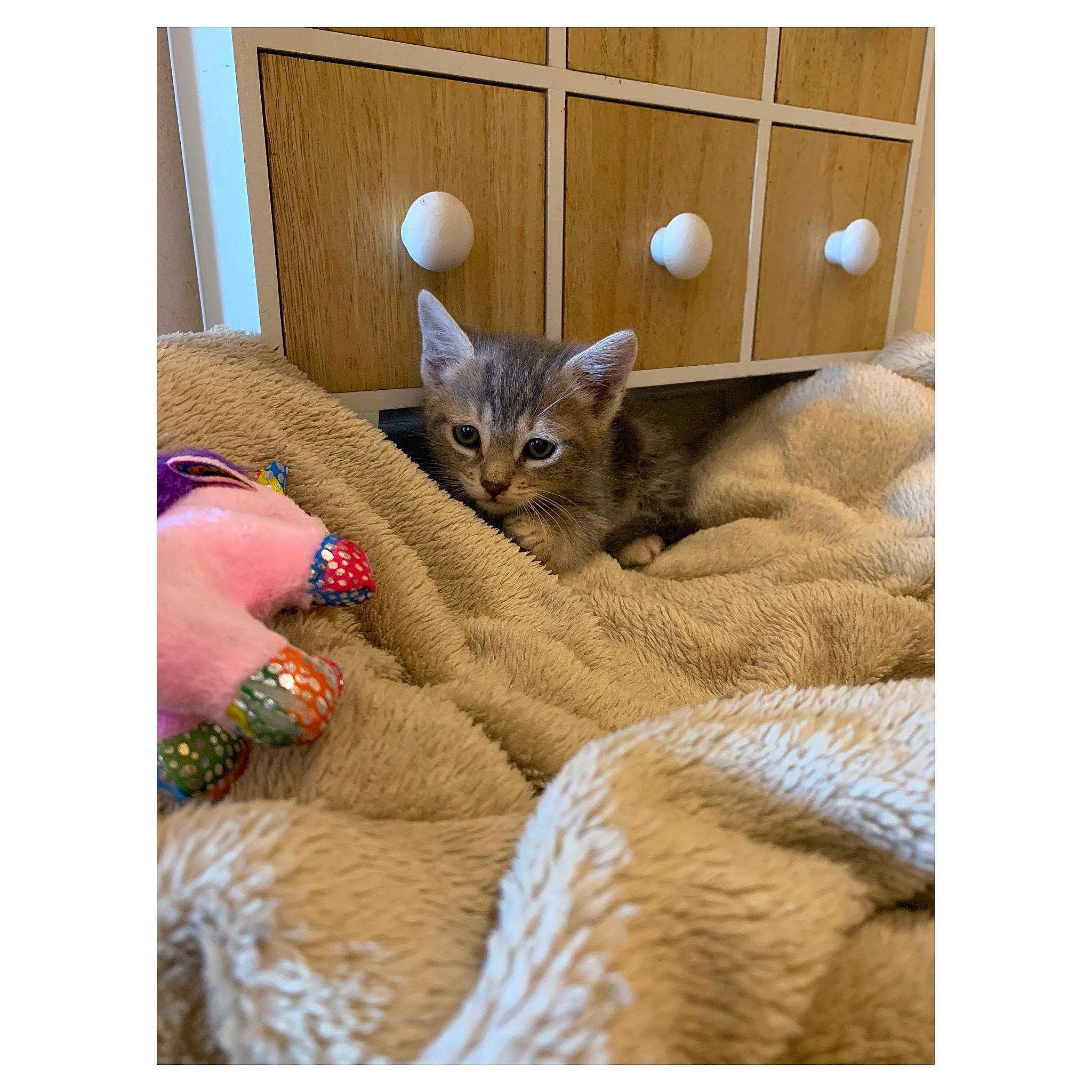 Raby Et Relsy a rejoint le concours — aidez-le/la à gagner de superbes lots ! abyssinian, asian, beige, british_shorthair, carnivore, cat, cat_furniture, chausie, domestic_short_haired_cat, european_shorthair, fawn, felidae, kitten, mammal, ocicat, small_to_medium_sized_cats, tabby_cat, whiskers