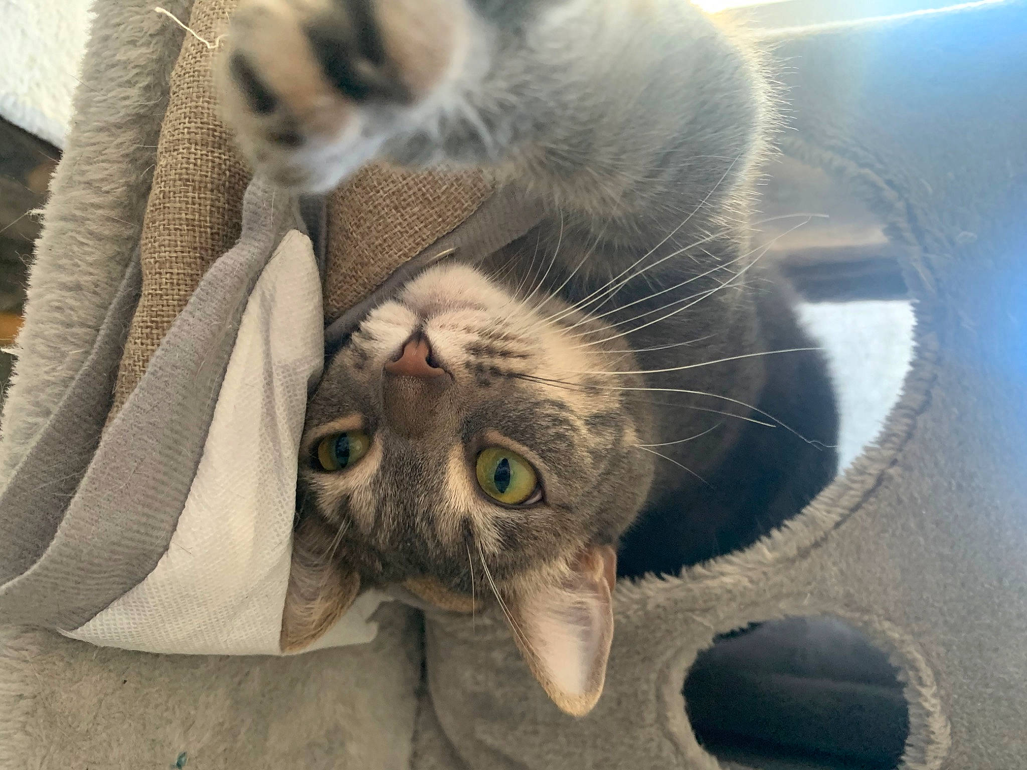 Relsy participe au concours pour gagner de l'argent avec cette photo : carnivore, cat, claw, comfort, domestic_short_haired_cat, ear, fawn, felidae, fur, linens, nap, nose, paw, plant, small_to_medium_sized_cats, snout, tail, whiskers, wildlife