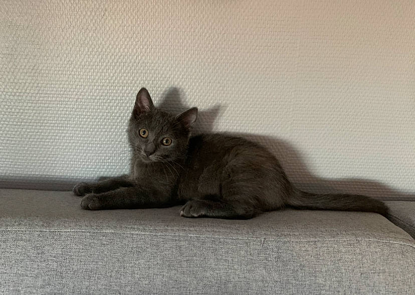 Relsy a rejoint le concours — aidez-le/la à gagner de superbes lots ! black_cat, carnivore, cat, claw, comfort, domestic_short_haired_cat, eye, fawn, felidae, flooring, fur, grey, monochrome, monochrome_photography, paw, sitting, small_to_medium_sized_cats, snout, tail, whiskers