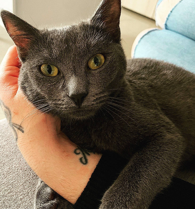 Relsy participe au concours pour gagner de l'argent avec cette photo : carnivore, cat, cat_supply, comfort, domestic_short_haired_cat, ear, eye, felidae, fur, grey, russian_blue, small_to_medium_sized_cats, snout, throw_pillow, whiskers, window