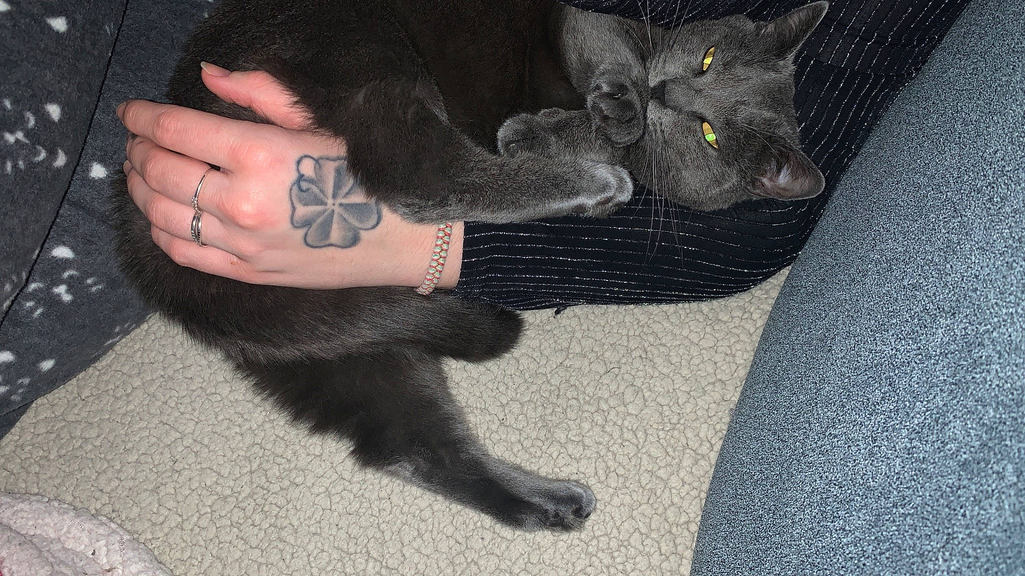 Relsy participe au concours pour gagner de l'argent avec cette photo : carnivore, cat, felidae, finger, foot, gesture, glove, grey, hand, human_body, human_leg, knee, nail, sleeve, small_to_medium_sized_cats, tail, thigh, thumb, whiskers, wrist