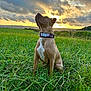 Vaya participe au concours pour gagner de l'argent avec cette photo : dog, sunset, grass, field, clouds, collar, nature, outdoor, animal, sky, sunlight, greenery, portrait, canine, peaceful, scenery, looking_up, daylight, landscape, mood