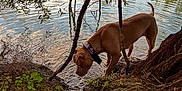 Vaya a rejoint le concours — aidez-le/la à gagner de superbes lots ! dog, water, pond, stream, tree_branch, grass, leaf, nature, outdoor, animal, canine, collar, reflection, riverbank, bark, shrub, greenery, daytime, mammal, curious