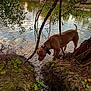 dog, water, pond, stream, tree_branch, grass, leaf, nature, outdoor, animal, canine, collar, reflection, riverbank, bark, shrub, greenery, daytime, mammal, curious