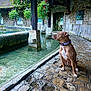 Vaya participe au concours pour gagner de l'argent avec cette photo : dog, brown_dog, sitting, stone_pathway, water_basin, hanging_flowers, stone_walls, outdoor, collar, nature, plants, flower_baskets, historic, architecture, calm, pet, animal, daylight, quiet, paws