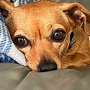 Angel joined the competition — help win amazing prizes! dog, pet, close_up, brown, resting, blanket, soft_surface, indoor, cute, animal, canine, portrait, fur, ears, snout, collar, relaxed, comfort, eyes, nose