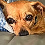 dog, pet, close_up, brown, resting, blanket, soft_surface, indoor, cute, animal, canine, portrait, fur, ears, snout, collar, relaxed, comfort, eyes, nose