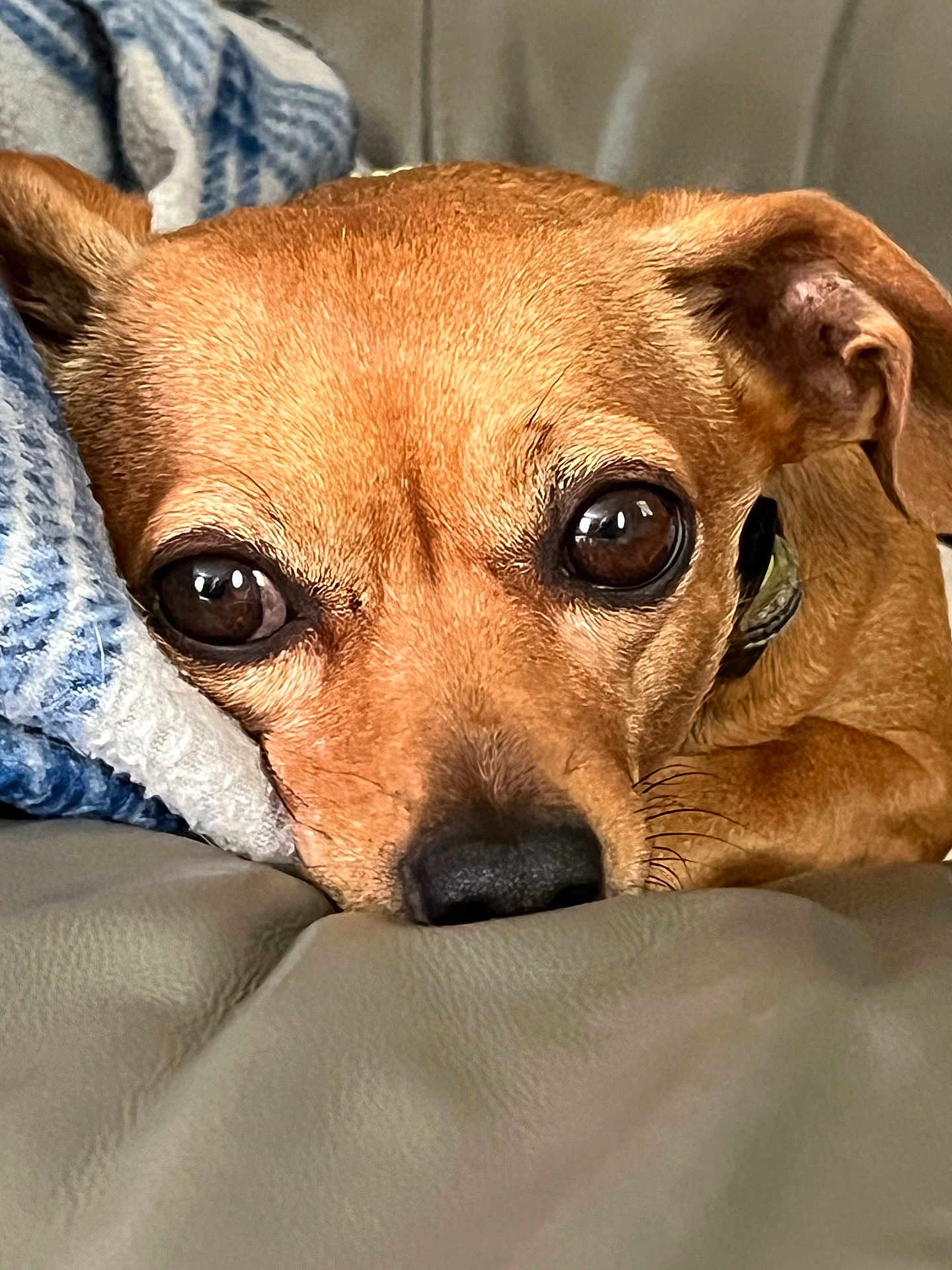 Angel joined the competition — help win amazing prizes! dog, pet, close_up, brown, resting, blanket, soft_surface, indoor, cute, animal, canine, portrait, fur, ears, snout, collar, relaxed, comfort, eyes, nose