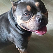Kane is registered to the contest to win money with this photo: dog, canine, pet, tongue_out, indoor, floor, happy, smiling, muscular, brown, short_hair, animal, domestic_animal, mammal, friendly, looking_away, standing, ears_up, close_up, flooring
