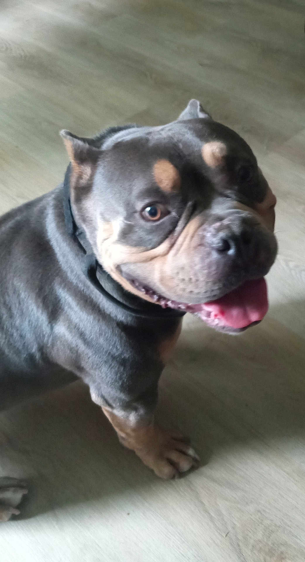 Kane is registered to the contest to win money with this photo: dog, canine, pet, tongue_out, indoor, floor, happy, smiling, muscular, brown, short_hair, animal, domestic_animal, mammal, friendly, looking_away, standing, ears_up, close_up, flooring