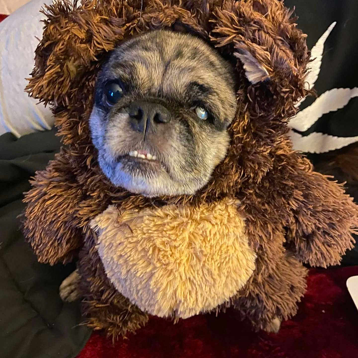 Laces joined the competition — help win amazing prizes! blanket, brown_fur, close_up, costume, cute, dog, eyes, hoodie, indoor, living_room, pet, plush, portrait, pug, red_rug, small_dog, snout, sofa, teddy_bear, toothy_grin