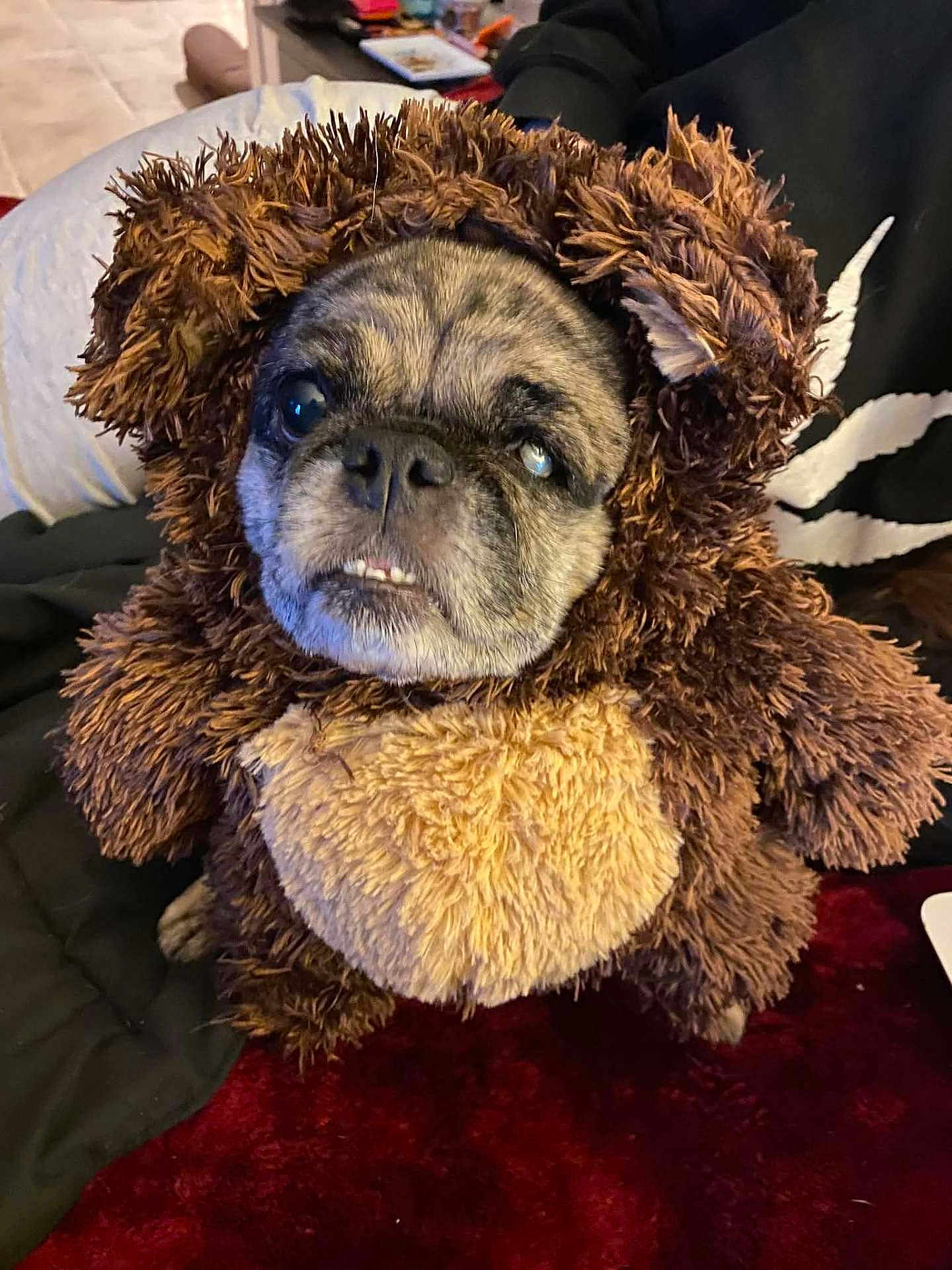 Laces joined the competition — help win amazing prizes! dog, small_dog, pug, pet, costume, teddy_bear, plush, brown_fur, cute, toothy_grin, close_up, portrait, indoor, sofa, blanket, hoodie, red_rug, eyes, snout, living_room