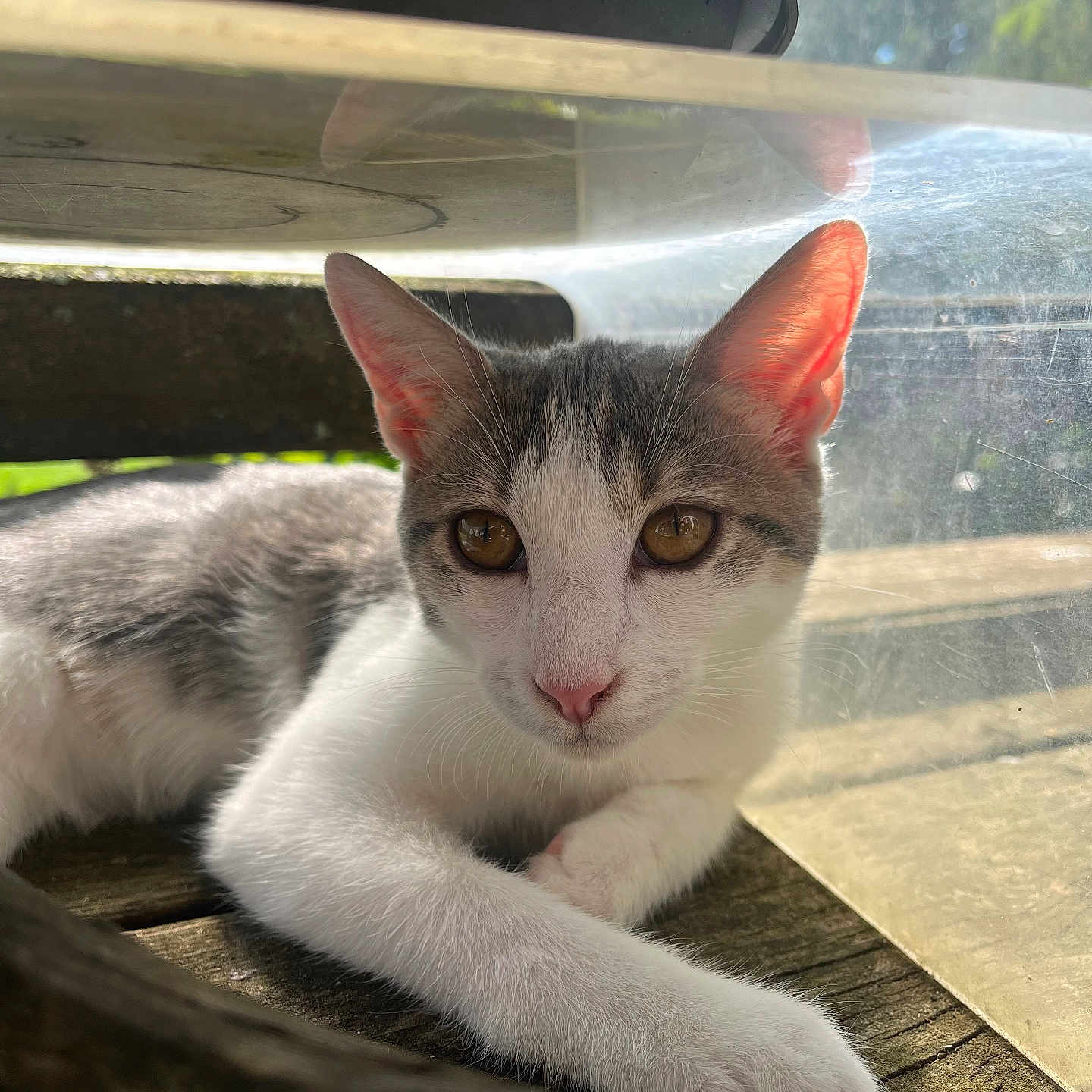 Vini a rejoint le concours — aidez-le/la à gagner de superbes lots ! animal, cat, closeup, curious, ears, eyes, feline, gray, nature, outdoor, paw, pet, pink, reflection, relaxing, sunlight, whiskers, white, wood, young