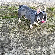 King is registered to the contest to win money with this photo: animal, canine, closeup, cute, daylight, dog, ears_up, gray_coat, ground, licking, moss, nature, outdoor, pavement, pet, short_hair, small_dog, standing, tongue_out, walking_surface