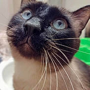 Bubba is registered to the contest to win money with this photo: cat, siamese, close_up, blue_eyes, whiskers, pet, curious, feline, face, indoor, animal, portrait, soft_focus, looking_up, muzzle, ears, fur, domestic_cat, cute