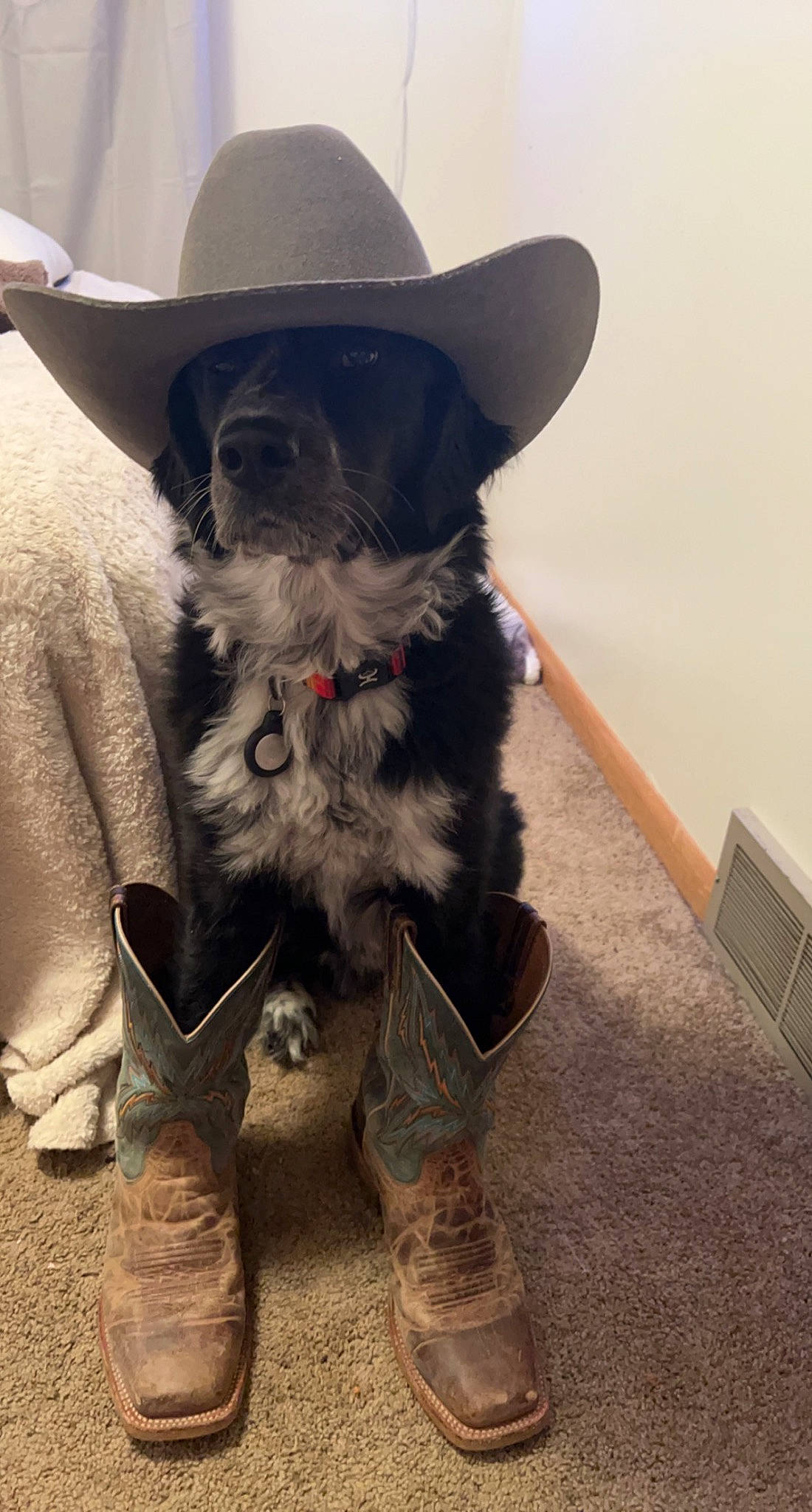 Remington joined the competition — help win amazing prizes! canidae, carnivore, companion_dog, costume_hat, cowboy_hat, dog, dog_breed, dog_collar, fashion_accessory, fawn, fedora, fur, hat, shoe, snout, sporting_group, sun_hat, toy_dog, whiskers, working_animal