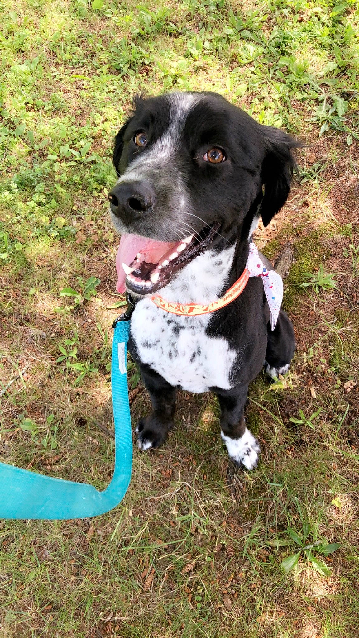 Remington joined the competition — help win amazing prizes! borador, canidae, carnivore, collar, companion_dog, dog, dog_breed, dog_collar, dog_supply, fashion_accessory, fawn, grass, gun_dog, leash, personal_protective_equipment, pet_supply, plant, sporting_group, whiskers, working_animal