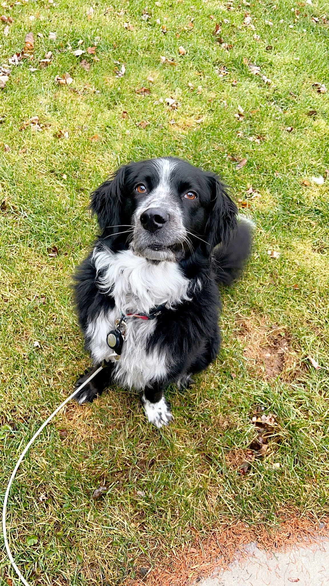 Remington joined the competition — help win amazing prizes! canidae, carnivore, companion_dog, dog, dog_breed, event, fur, grass, gun_dog, hunting_dog, snout, spaniel, sporting_group, working_dog