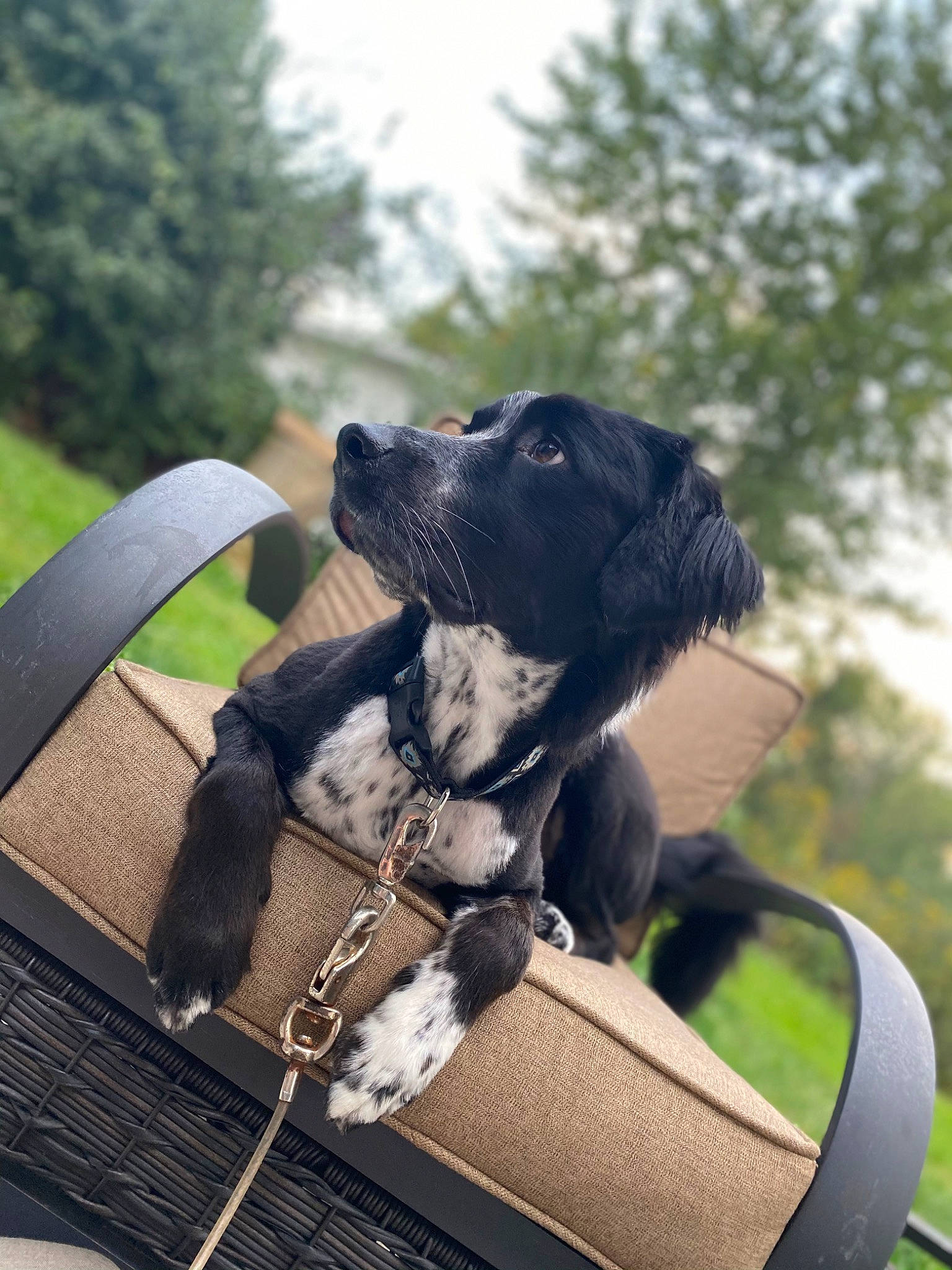 Remington joined the competition — help win amazing prizes! automotive_mirror, bag, canidae, carnivore, collar, companion_dog, dog, dog_breed, dog_collar, fawn, grass, leash, luggage_and_bags, pet_supply, plant, sky, snout, sporting_group, tree, working_animal