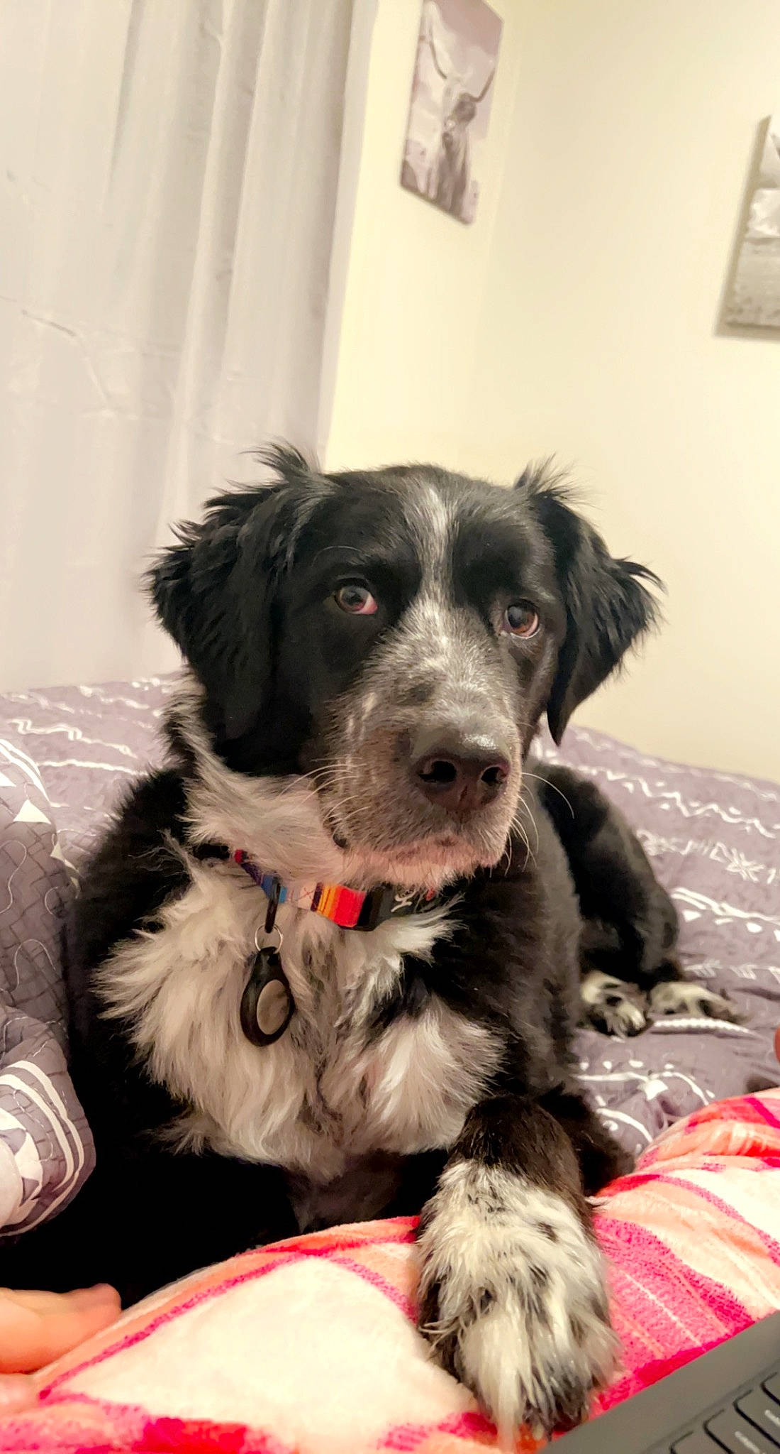 Remington joined the competition — help win amazing prizes! borador, border_collie, canidae, carnivore, collar, companion_dog, dog, dog_breed, dog_collar, fur, gun_dog, herding_dog, picture_frame, puppy, snout, sporting_group, texas_heeler, whiskers, working_animal, working_dog