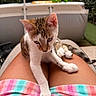 Boubou a rejoint le concours — aidez-le/la à gagner de superbes lots ! animal, cat, closeup, colorful_towel, cute, daylight, domestic_cat, garden, greenery, kitten, lap, legs, outdoor, paws, pet, relaxing, sitting, striped_fur, summer, young_cat